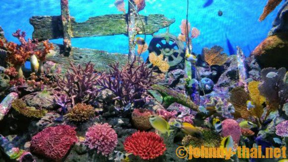 シーライフバンコク（Sea Life Bangkok Ocean World）の見どころや楽しみ方